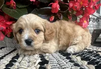 Bella, a female Cavachon for sale in West Point, IA – 9 of 10