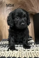 Dakota, a male Cavapoo for sale in West Point, IA – Photo 6 of 10