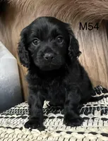 Dakota, a male Cavapoo for sale in West Point, IA – Photo 5 of 10