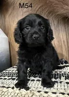 Dakota, a male Cavapoo for sale in West Point, IA – Photo 7 of 10