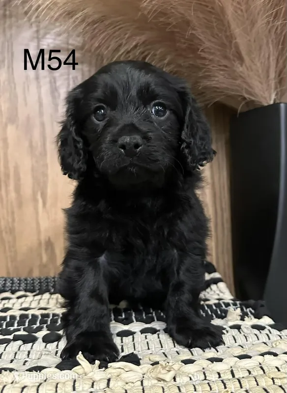Dakota – Cavapoo puppy for sale in West Point, IA