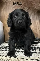 Dakota, a male Cavapoo for sale in West Point, IA – Photo 4 of 10