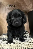 Dakota, a male Cavapoo for sale in West Point, IA – Photo 3 of 10