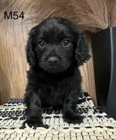 Dakota, a male Cavapoo for sale in West Point, IA – Photo 8 of 10