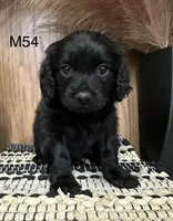 Dakota, a male Cavapoo for sale in West Point, IA – Photo 10 of 10