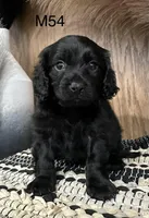 Dakota, a male Cavapoo for sale in West Point, IA – Photo 9 of 10