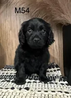 Dakota, a male Cavapoo for sale in West Point, IA – Photo 2 of 10
