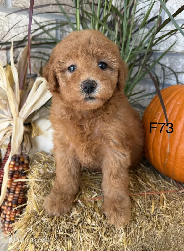 Sophie – Poodle - Miniature  puppy for sale in West Point, IA