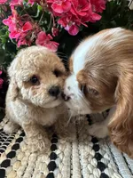 Duke, a male Maltipoo for sale in West Point, IA – 6 of 10