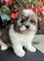 Leo, a male Maltipoo for sale in West Point, IA – 9 of 10