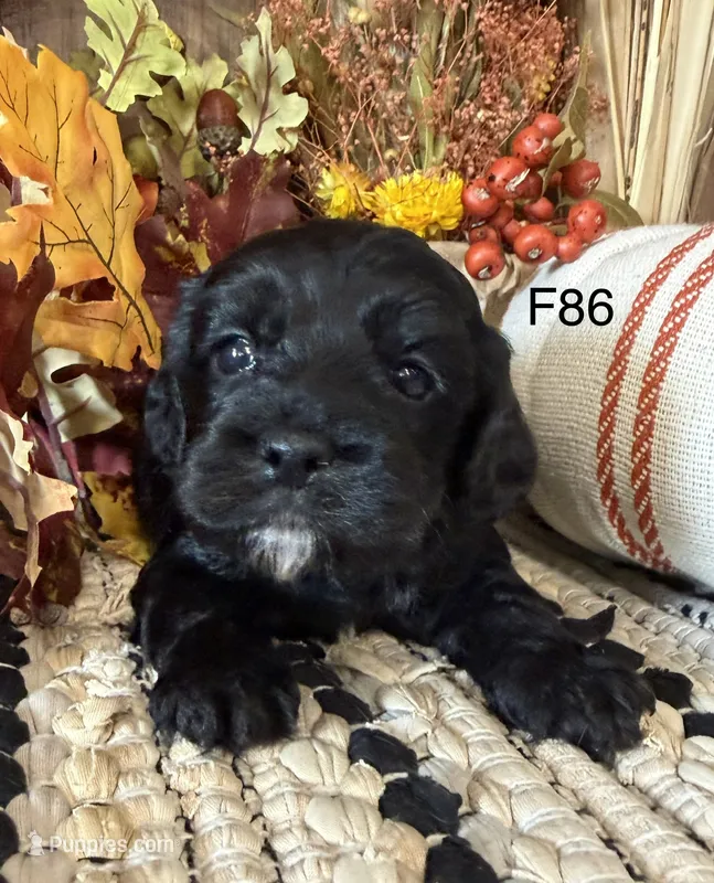 Amber – Cockapoo puppy for sale in West Point, IA