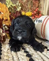 Amber, a female Cockapoo for sale in West Point, IA – 1 of 9