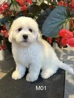 Frank, a male Maltipoo for sale in West Point, IA – 2 of 10