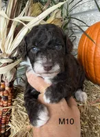 Otis, a male Poodle - Miniature  for sale in West Point, IA – 1 of 10