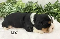 Bruno, a male Cavalier King Charles Spaniel for sale in West Point, IA – 7 of 10