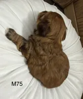 Blaze, a male Yorkipoo for sale in West Point, IA – 6 of 10