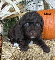 Milo, a male Poodle - Miniature  for sale in West Point, IA – 3 of 10