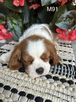 Cooper, a male Cavalier King Charles Spaniel for sale in West Point, IA – 3 of 10