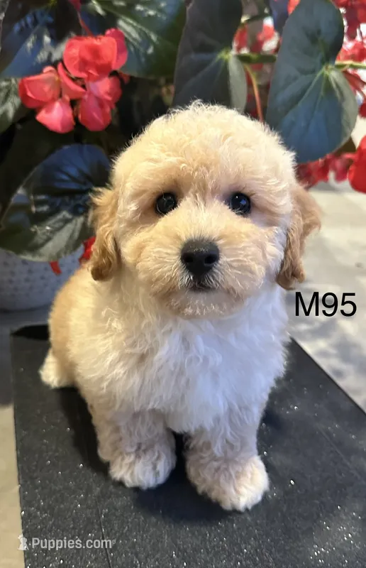 Ben – Maltipoo puppy for sale in West Point, IA
