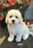 Frank, a male Maltipoo for sale in West Point, IA – 6 of 10