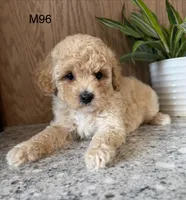 Fran, a male Maltipoo for sale in West Point, IA – 10 of 10