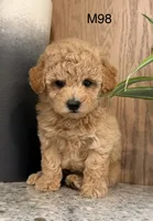 Brick , a male Maltipoo for sale in West Point, IA – 8 of 10