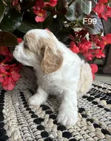 Ellie, a female Cavachon for sale in West Point, IA – 5 of 10