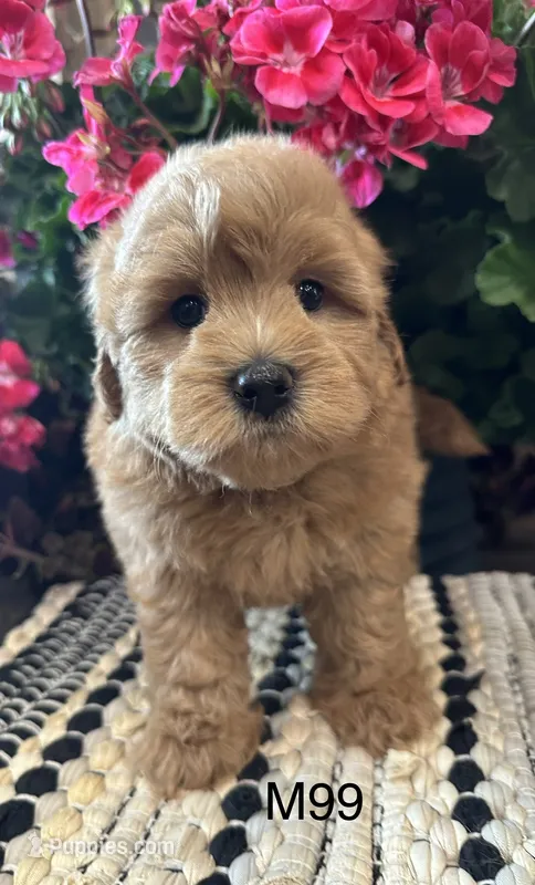 Jack – Maltipoo puppy for sale in West Point, IA