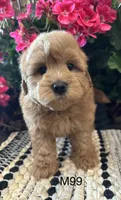 Jack, a male Maltipoo for sale in West Point, IA – 1 of 10