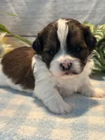 Buddy, a male Bichon Frise and Shih Tzu for sale in West Point, IA – 7 of 8