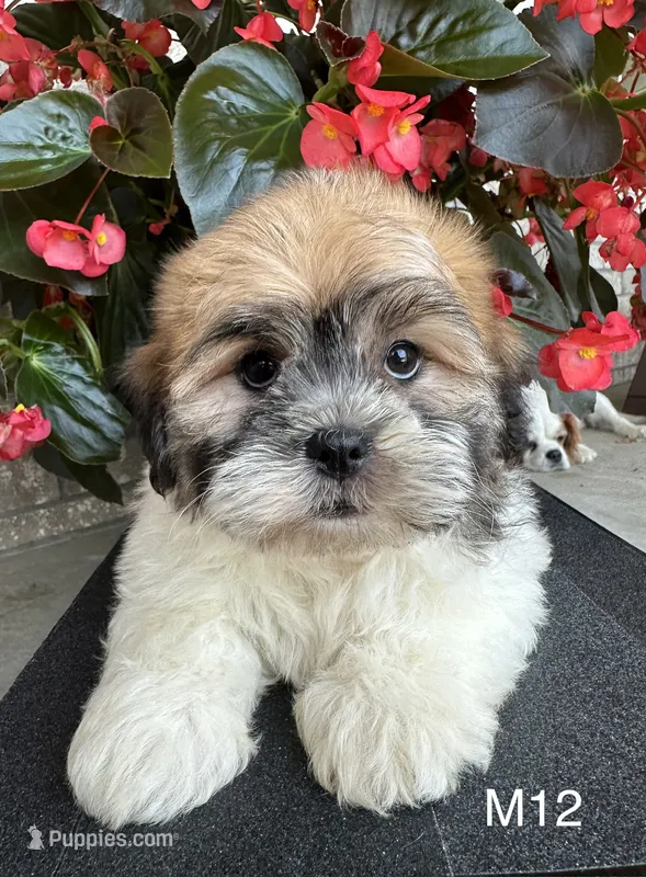 Noble – Maltipoo puppy for sale in West Point, IA
