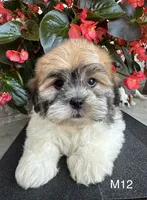 Noble, a male Maltipoo for sale in West Point, IA – 1 of 10
