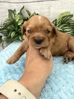 Walter, a male Cavalier King Charles Spaniel for sale in West Point, IA – 9 of 9