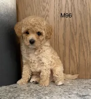 Fran, a male Maltipoo for sale in West Point, IA – 2 of 10
