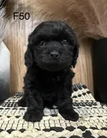 Zoey, a female Cavapoo for sale in West Point, IA – Photo 4 of 9