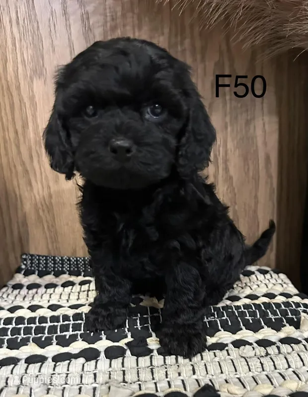 Zoey – Cavapoo puppy for sale in West Point, IA