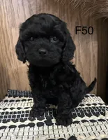 Zoey, a female Cavapoo for sale in West Point, IA – Photo 1 of 9