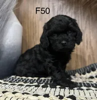 Zoey, a female Cavapoo for sale in West Point, IA – Photo 2 of 9