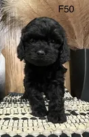 Zoey, a female Cavapoo for sale in West Point, IA – Photo 8 of 9