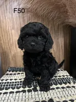 Zoey, a female Cavapoo for sale in West Point, IA – Photo 5 of 9