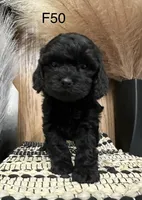 Zoey, a female Cavapoo for sale in West Point, IA – Photo 9 of 9