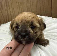 Rocky, a male Yorkipoo for sale in West Point, IA – 6 of 10