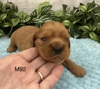 Jax, a male Cavalier King Charles Spaniel for sale in West Point, IA – 3 of 9