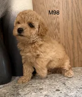 Brick , a male Maltipoo for sale in West Point, IA – 6 of 10
