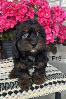 Bella, a female Cockapoo for sale in West Point, IA – 4 of 10