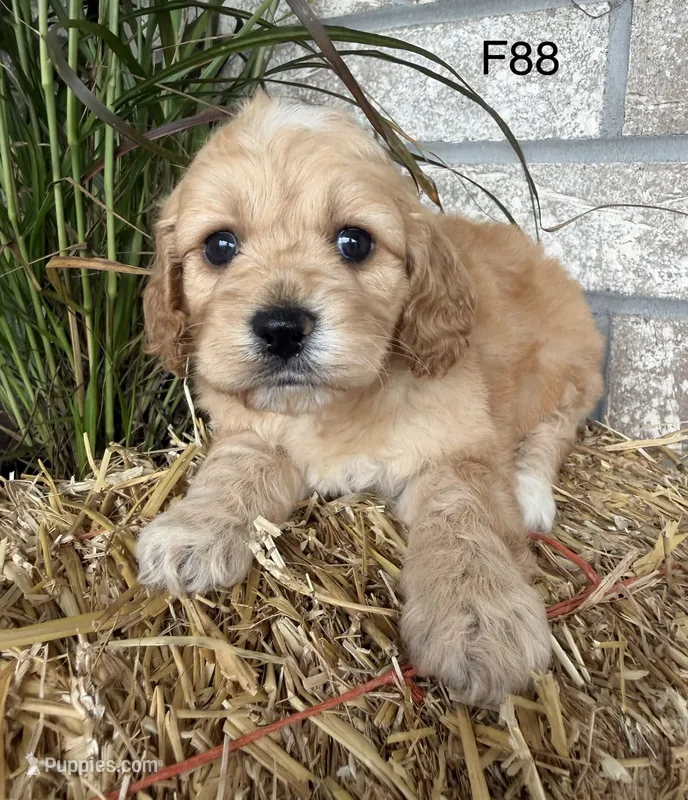 Maple – Cockapoo puppy for sale in West Point, IA