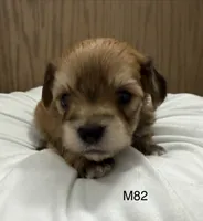 Ash, a male Yorkipoo for sale in West Point, IA – 10 of 10
