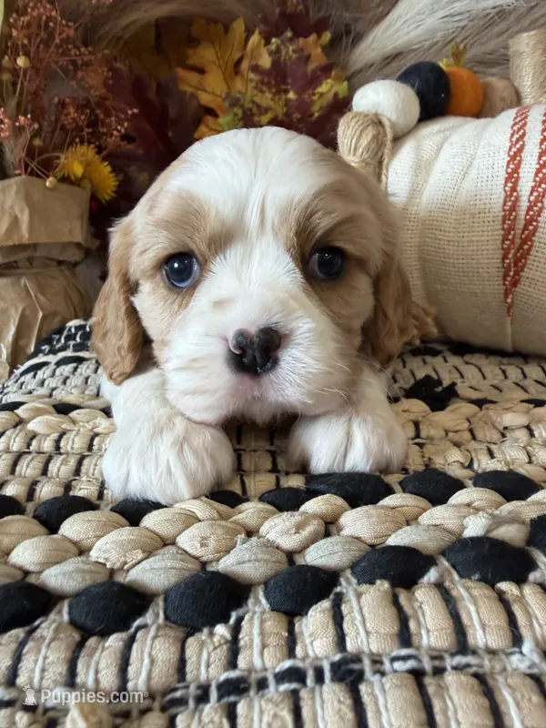 Dawson – Cavalier King Charles Spaniel puppy for sale in West Point, IA