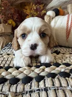 Dawson, a male Cavalier King Charles Spaniel for sale in West Point, IA – 1 of 8