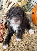 Otis, a male Poodle - Miniature  for sale in West Point, IA – 10 of 10